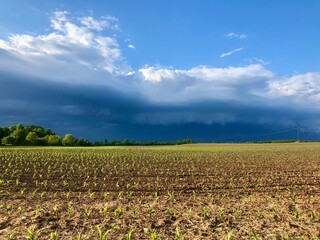 Storm rolling in over a cornfield in spring