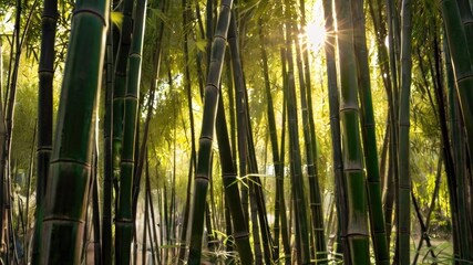 Fototapeta premium Sunlight streaming through a dense bamboo grove