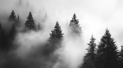 Foggy forest silhouette with tall evergreen trees emerging from thick mist, creating a dramatic high contrast monochrome texture.