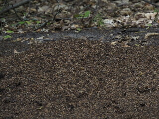 Large anthill in the forest among fallen leaves and branches