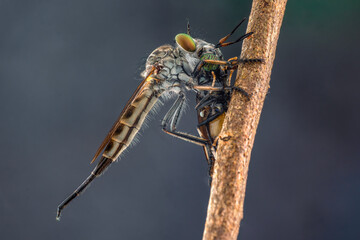 Robber fly with prey