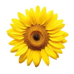 Naklejka premium Vibrant Close-up of a Single Sunflower, Cut Out