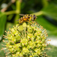 Le syrphe est une mouche ressemblant &agrave; une abeille