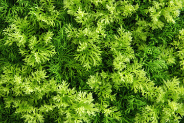 A close-up photo of Icelandic moss texture, showing vibrant, intricate green foliage with delicate, feather-like structures creating a soft, natural pattern.