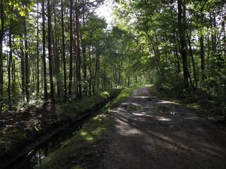 Forest path with puddles after rain on a summer day