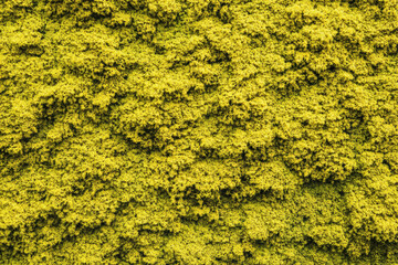 A close-up photo of vibrant yellow Icelandic moss, featuring dense clusters with intricate textures and detailed plant structures.