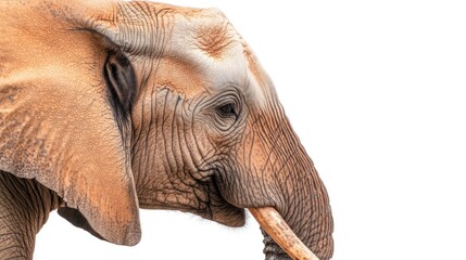 Naklejka premium Side profile of an elephant's head showcasing intricate skin texture and tusks against a pristine white background with a clean clipping path.