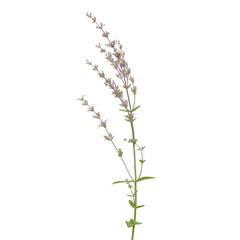 Hairless catmint plant with flowers isolated on white, Nepeta nuda