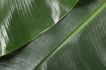Fresh green banana tree leaves as background, closeup