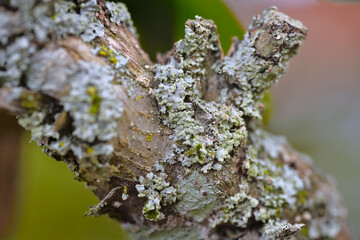 tree moss and fungus (lichen) on tree bark
