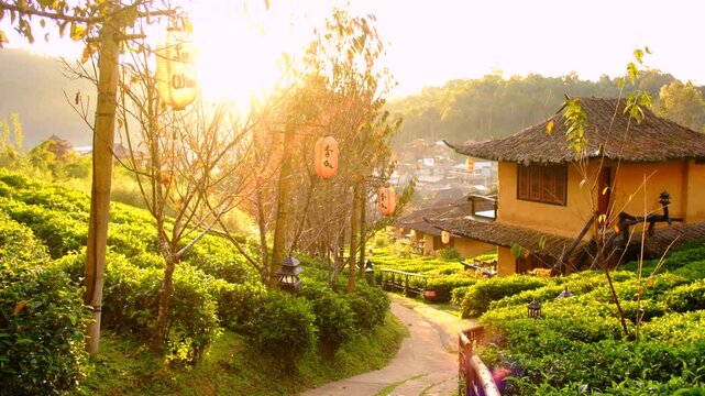 Pov Walk down the hill along tea plantations at Lee Wine Ruk Thai Resort,Yunnan Chinese style clay house amidst tea plantations during morning sunrise, Mae Hong Son Province, Unseen Thailand