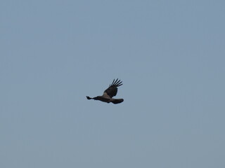 Majestic flight of a black bird against a clear blue sky