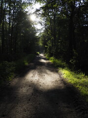 Obraz premium Forest path at sunset with tree shadows and bright greenery