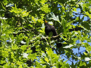 Blackbird on a branch among green leaves in a summer forest under bright sunlight