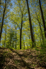 Obraz premium Hubbard Lake Nature Preserve (2024)