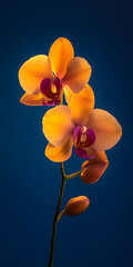 Fototapeta premium Planta de orquídea com flores delicadas