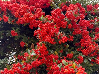 Close-up of a fruiting shrub called Pyracantha coccinea. Firethorn berries, rosaceae evergreen shrub. Dog apple, China, the scarlet, European species or red firethorn. Small, bright red berries.
