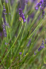 close up of lavender flowers