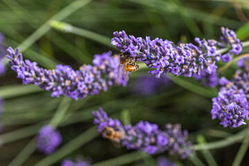 Obraz premium close up of lavender flowers