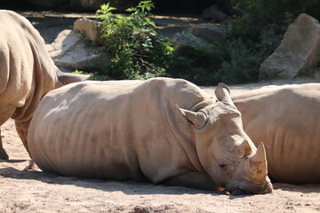 sleeping rhino © Le28