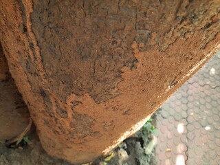 Termite nest on a mango tree. Termites eating tree wood. Trunk tree that has become infested with thousands of termites, insects and their larvae, which have filled the wood with tiny holes. 