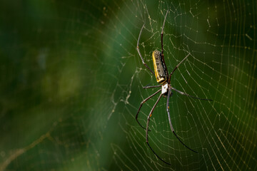 giant wood spider on its web