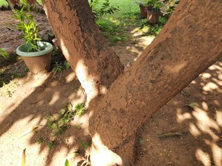 Fototapeta premium Termite nest on a mango tree. Termites eating tree wood. Trunk tree that has become infested with thousands of termites, insects and their larvae, which have filled the wood with tiny holes. 