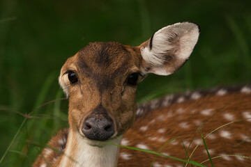 spotted deer portrait axis axis deer