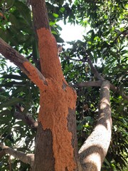 Fototapeta premium Termite nest on a mango tree. Termites eating tree wood. Trunk tree that has become infested with thousands of termites, insects and their larvae, which have filled the wood with tiny holes. 