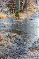 autumn in the forest