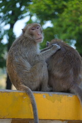 Playful monkeys grooming in natural habitat wildlife animal behavior outdoor close-up social interaction