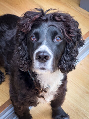 Cocker Spaniel looking at the camera