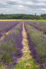lavender field region