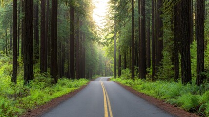 Obraz premium scenic road through a lush green forest with tall trees