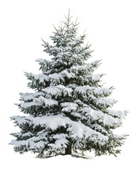 Fototapeta premium PNG Quiet snowy evergreen in winter