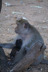 Mother monkey nurtures baby tropical forest wildlife photography natural habitat close-up family bonding in nature