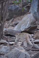 Wild monkey foraging among boulders in a natural habitat close-up wildlife photography forest environment nature exploration