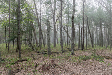 Obraz premium Huron Mists (2024)