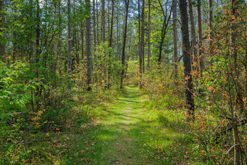 Wolf Creek Trails #1