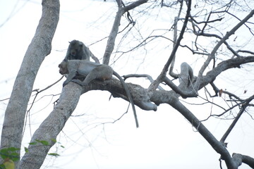 Playful monkeys in a tree wildlife habitat nature photography forest environment close-up view animal behavior