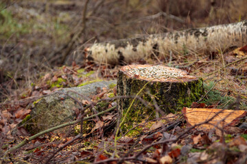 Deforestation concept. Birch stump in the forest from freshly chopped tree after cutting forest as a bird feeder with seeds
