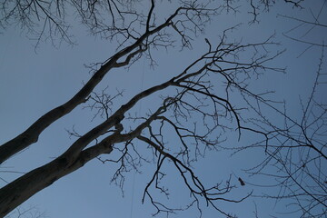 Winter nature scene bare trees outdoors suburban area low angle view serenity and stillness