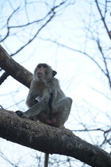 Wild monkey observing its surroundings jungle setting wildlife photography natural habitat close-up view adaptation to environment