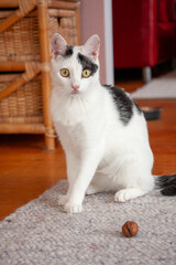 Schwarz-wei&szlig;e Katze sitzend leicht seitlich