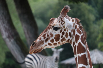 close up of a giraffe