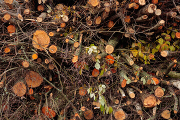Pile of brushwood, wooden logs, big trunks of tall trees chopped and stacked in a forest