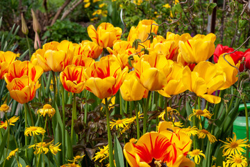 Rot-gelbe Tulpen im Frühlingsbeet
