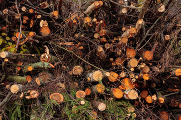 Pile of brushwood, wooden logs, big trunks of tall trees chopped and stacked in a forest