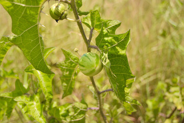 Pasture weed. Kills horses, Juá bagudo, beach watermelon, kills cattle (Solanum palinacanthum) - Portuguese: Arrebenta cavalo.