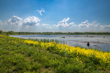 Wetland Light